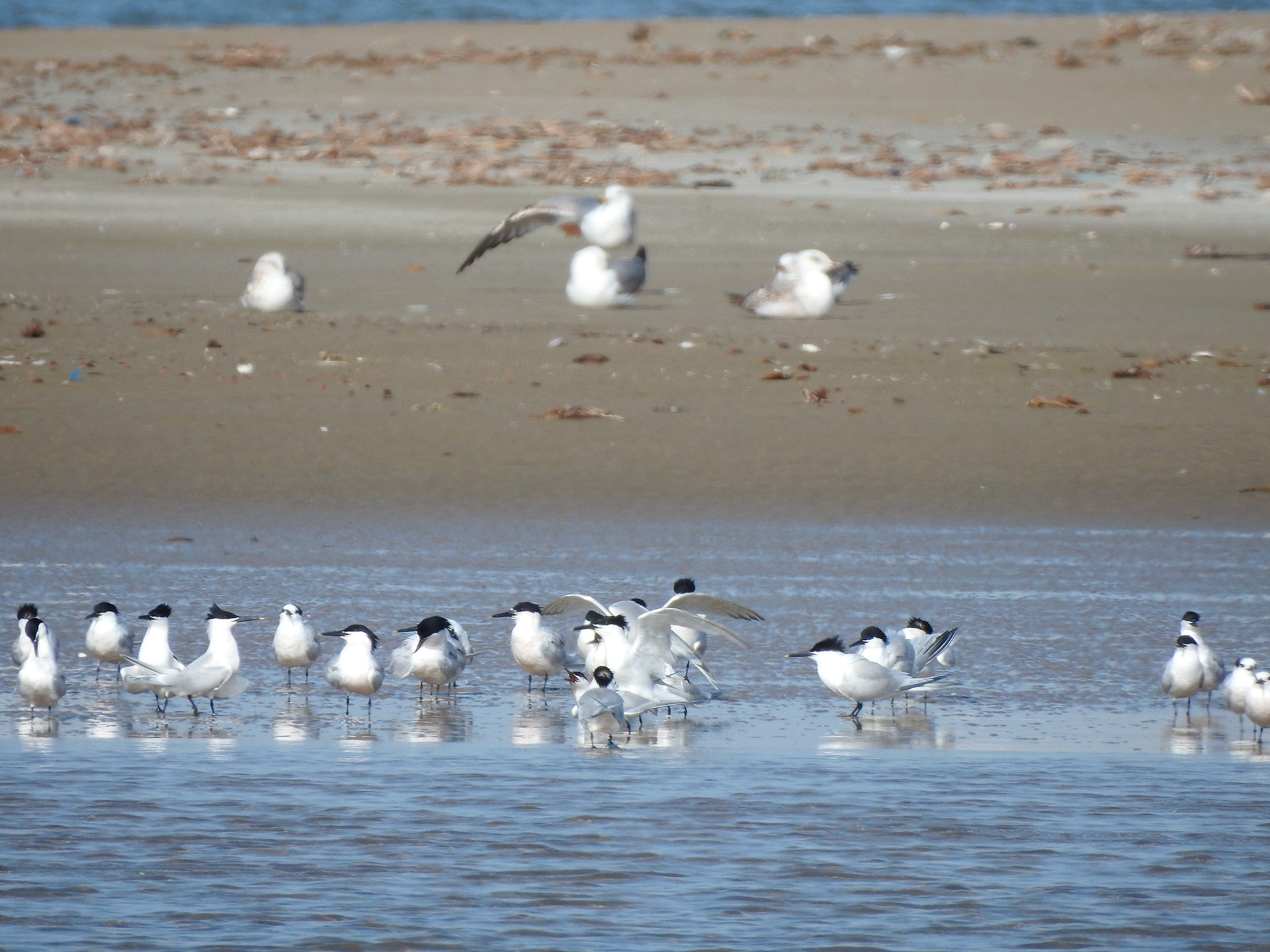 turisme Cubelles espais naturals - desenvocadura del riu Foix