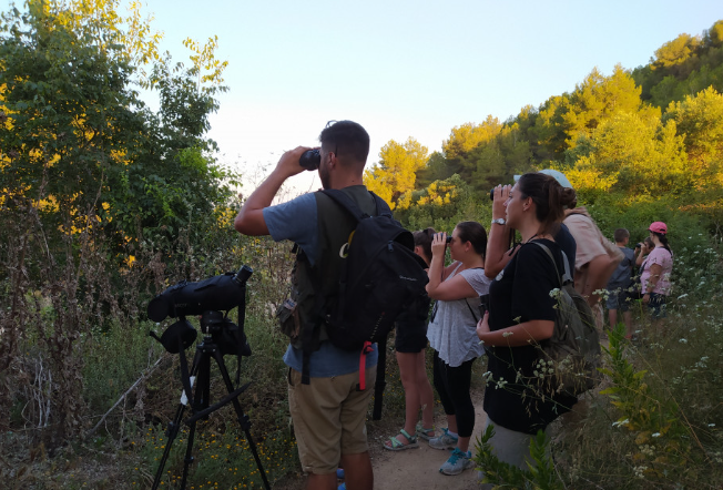 Assistens a l'albirament de l'abellerol